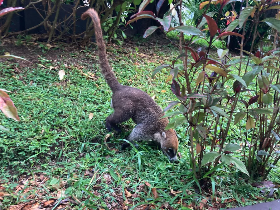 Un coati qui fouille dans l’herbe
