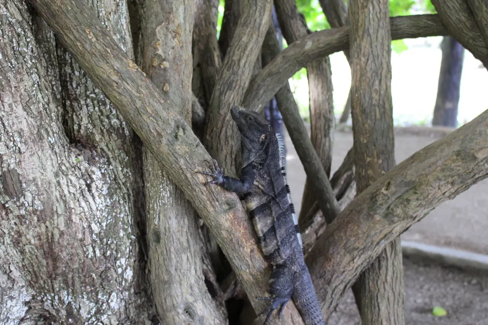 Un iguane noir agrippé aux branches d’un arbre